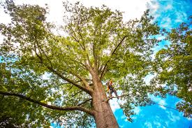 Best Arborist Consultation Services  in Cloverleaf, TX