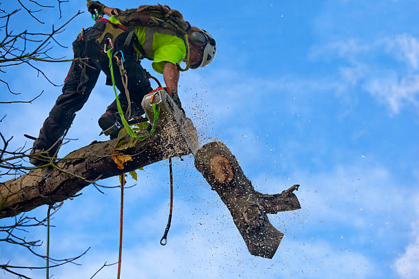 How Our Tree Care Process Works  in  Cloverleaf, TX